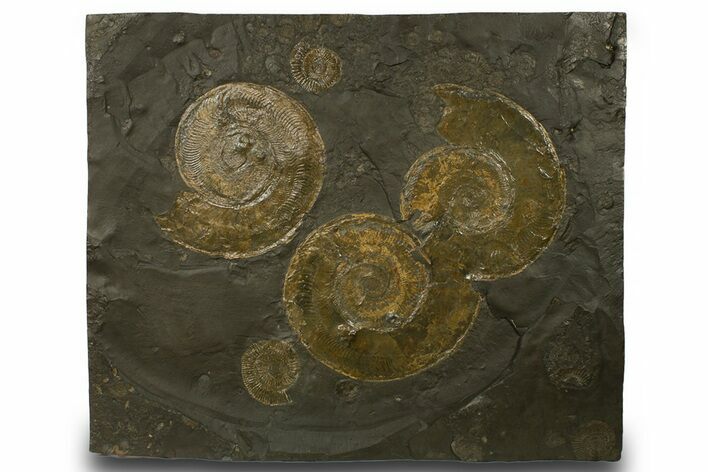 Fossil Ammonite Cluster - Posidonia Shale, Germany #377999
